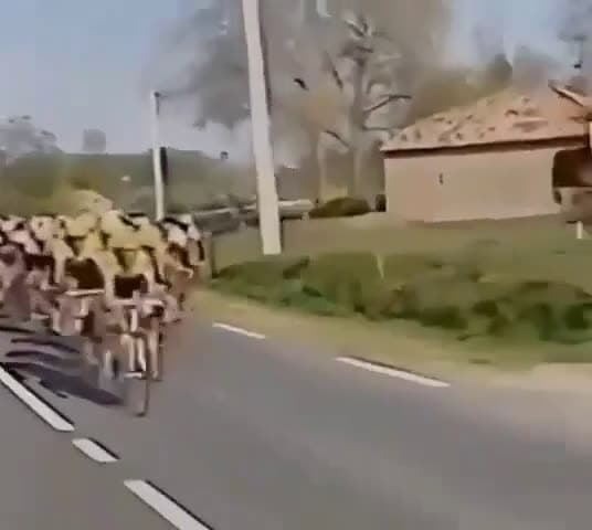 cover for Runaway horse from a ranch joins a bike race and steals the show 🚴🐎 #Horse #BikeRace #ViralVideo #EpicMoment