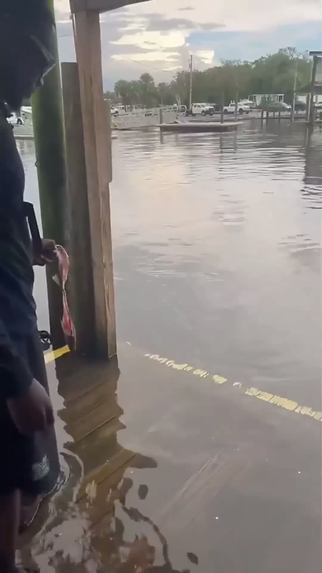 cover for Shark Approaches a Guy and Grabs Hand held Fish