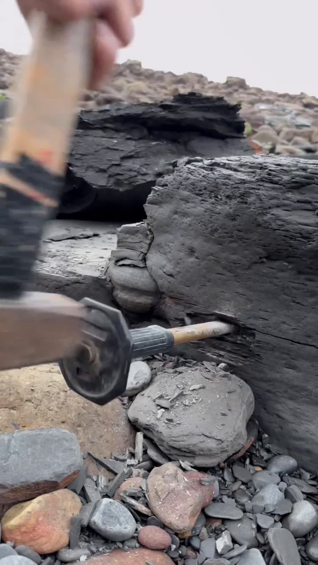 cover for Fossil and crystal hunting on a remote beach! This soft shale was hiding something deep within! 🤯 Check out the gorgeous cephalopod specimens that were hidden within 😍 Here’s an outstanding