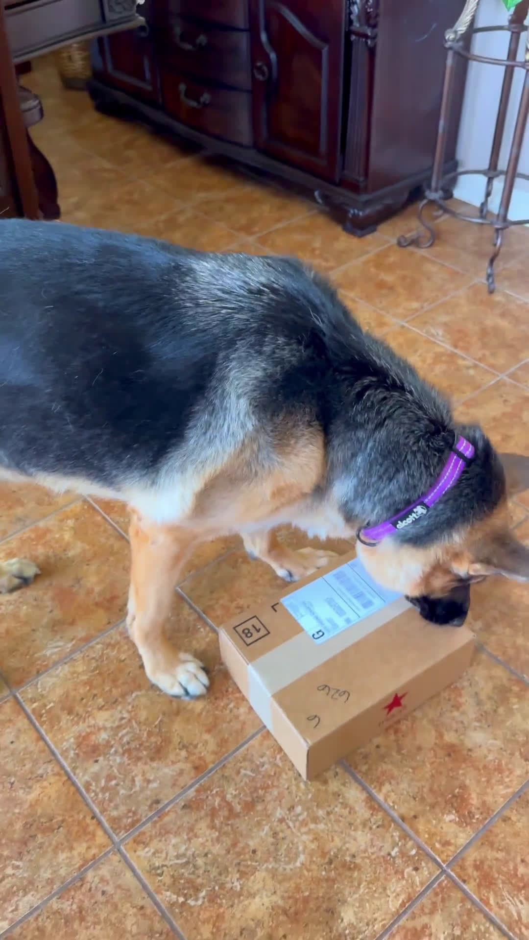 cover for My inspector  #dog  #germanshepherd  #dogs  #doglover  #fyp