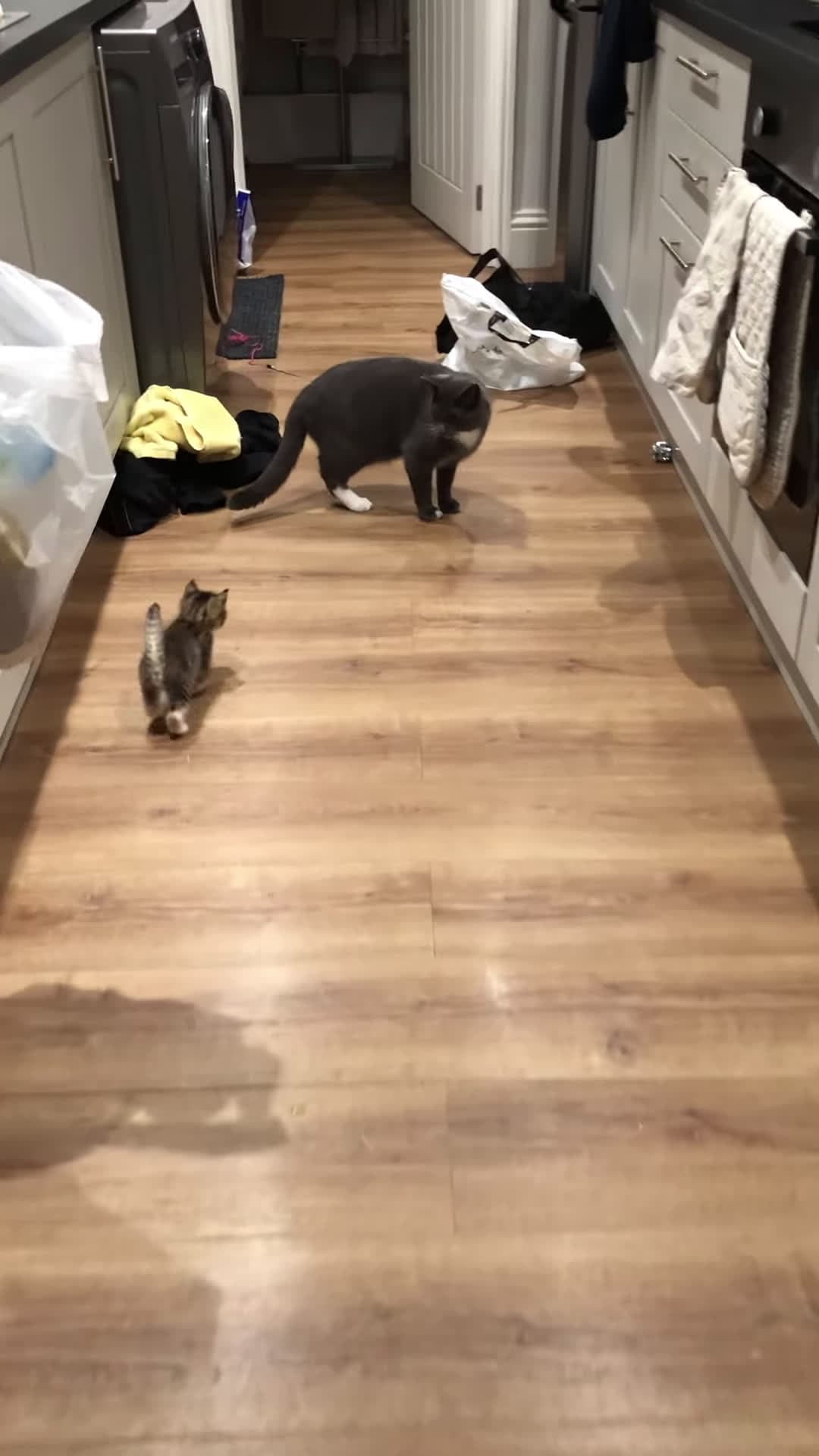 cover for #CaughtOnCamera Cat Startled by a Precious Kitten.