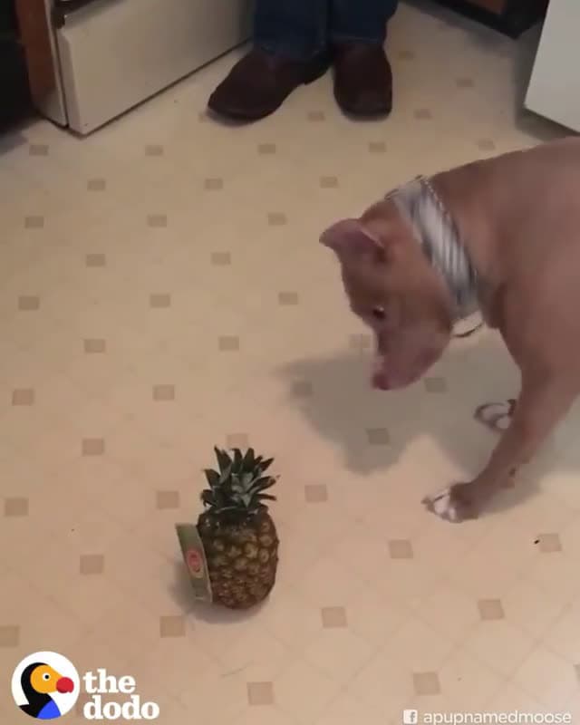 cover for One VERY scary Pineapple