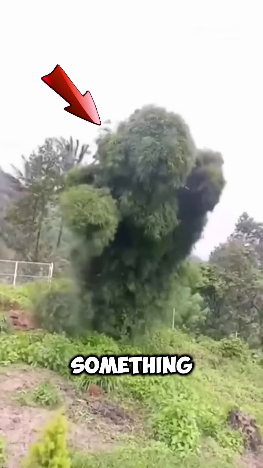 cover for There is Someone inside This Tree