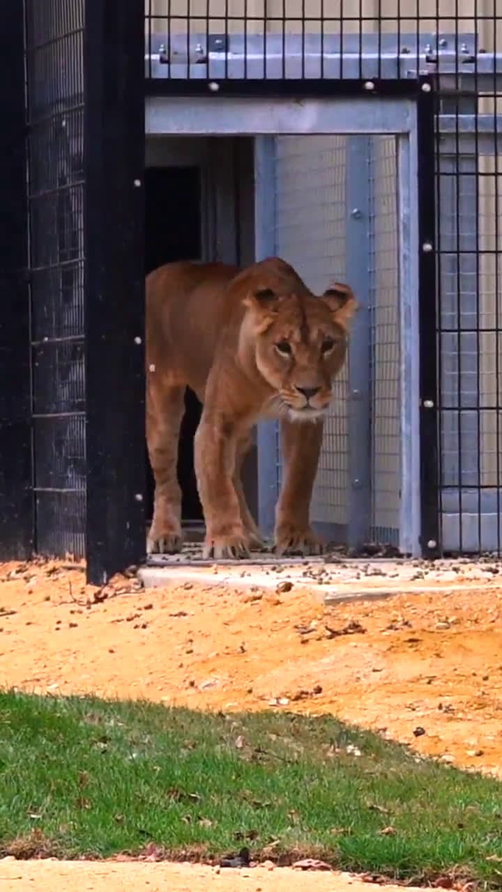 cover for Rescue lion Yuna steps on grass for the first time  #OddlySatisfying