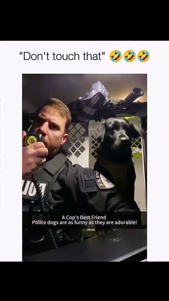 cover for #pawfectga #pawfectpetsbyga #pawfectlyfunnyga #gaflufffails #gafloofsquad #onlyatpawfectga #gacomedycrew #dailyderpga #lolpetsga #funnypetsbyga #lolsbyga #lolsbygaclips #petlaughsga #gacomedypets 