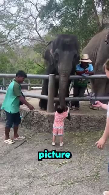 cover for Boy takes a picture with the elephant 😅#fyp#caughtoncamera#elephant