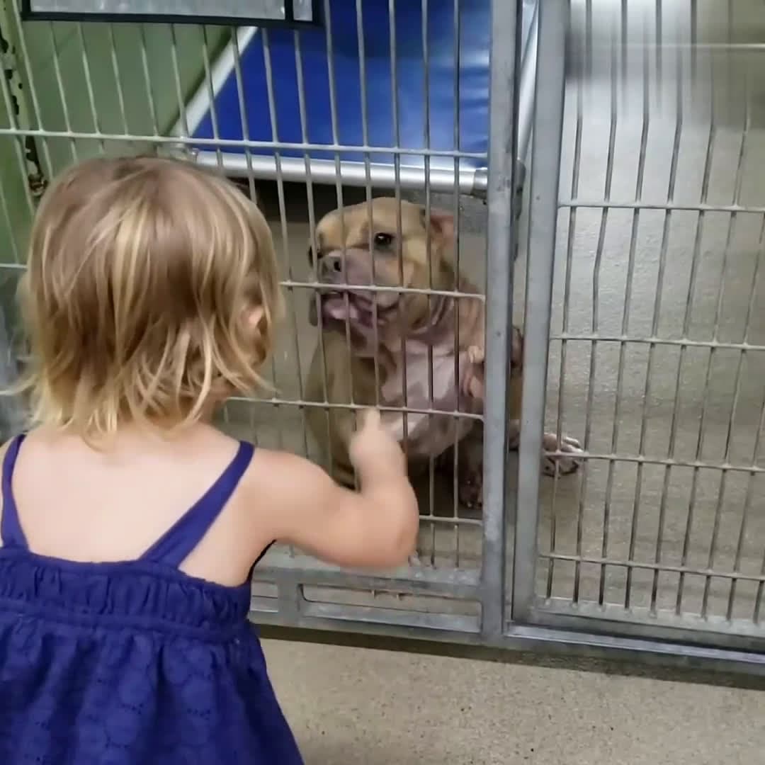 cover for 2-Year-Old Girl Falls In Love With Sick Shelter PittieThis 2-year-old refused to leave a sick, scared pittie in the shelter 😍