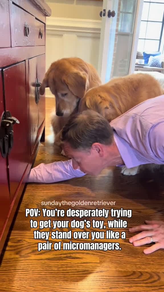cover for Hilarious Moments Every Golden Retriever Parent Relates To