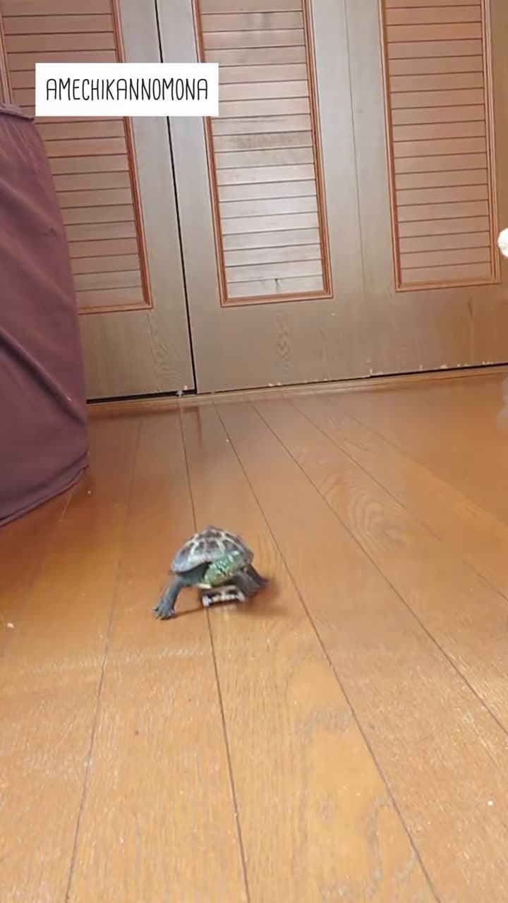 cover for A skateboard turtle runs with a smug look on its face
