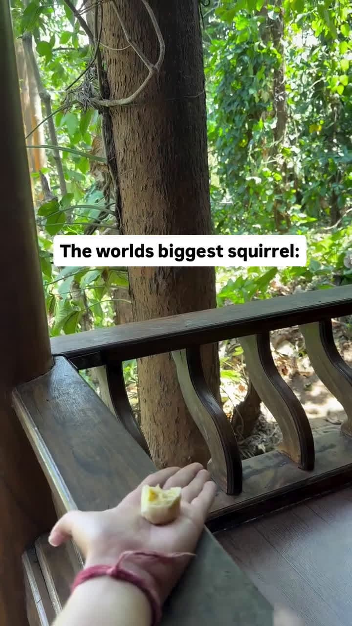 cover for Ever seen a squirrel this big? 🤯 #GiantSquirrel #NatureWonder #Wildlife