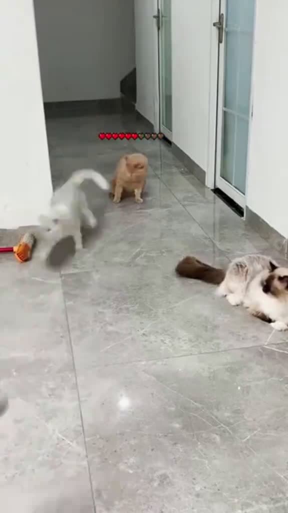 cover for Caught this hilarious moment on camera 😂 #catfails #funny #animalfails