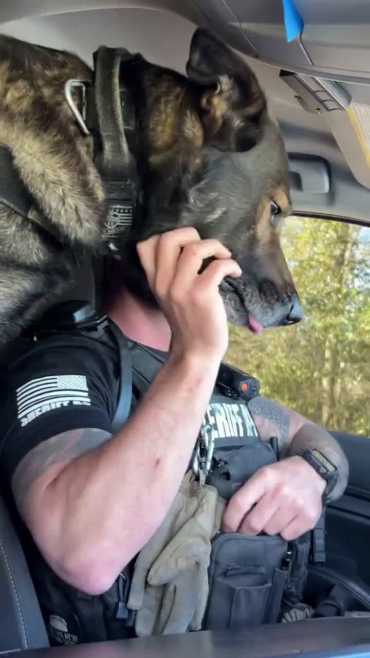 cover for Unconditional Love💙🐾K-9 Bane is, no doubt the love of Jesse's life#thankyouforyourservice🎥 Meredith/ tt.....#dogoftheday #policedog #k9 #k9unit #workingdog #friendship #workingdog #k9officer