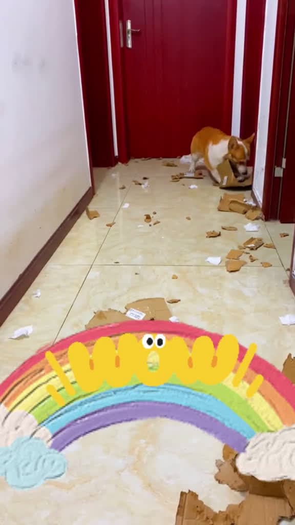 cover for Watch this adorable corgi turn into a little tornado of chaos! 🐾 #Corgi #CuteButCrazy #DogLife