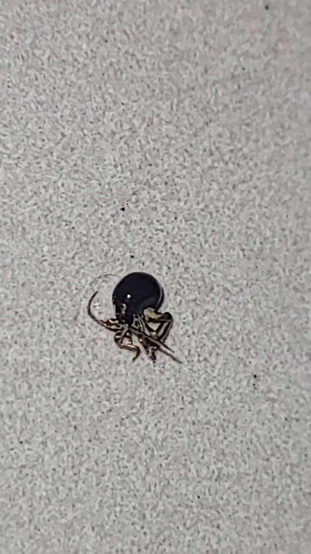 cover for Strange bug spotted in my Chicago apartment — what is this and should I be worried? 🐜 #ChicagoApartment #BugWatch #WhatIsThis