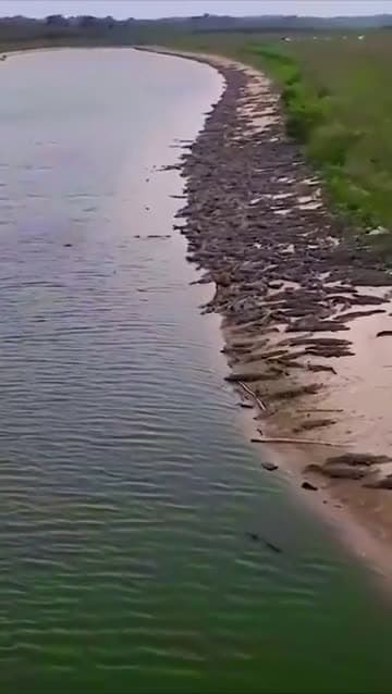 cover for Capybara calmly chilling among hundreds of crocodiles 😮 #Capybara #Crocodiles #Wildlife #Nature