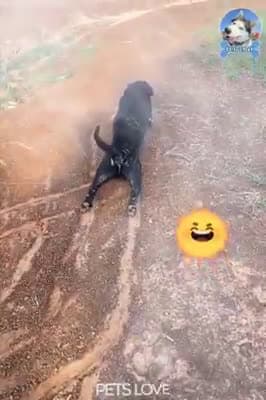 cover for Watch entertaining videos with funny dogs #FunnyDogs #Dogs #FunnyPets #Pets