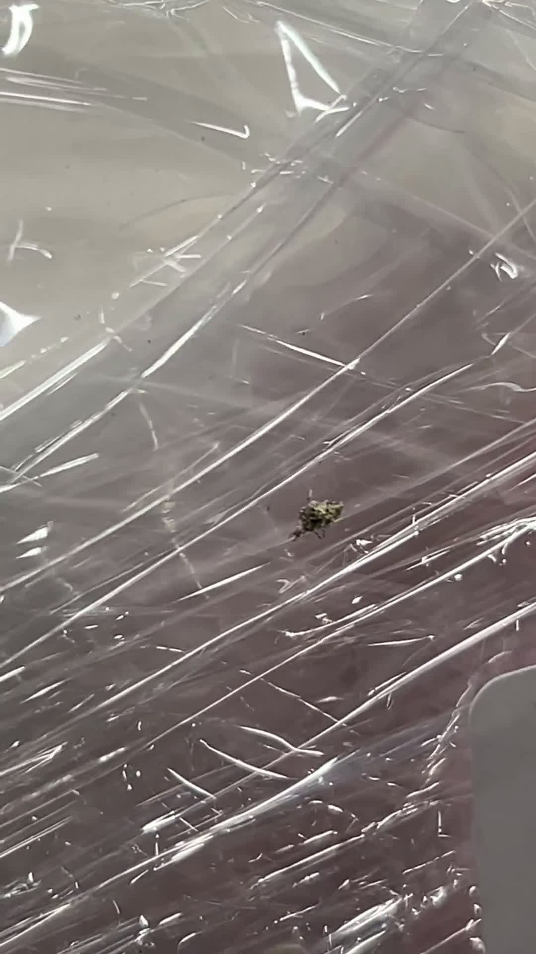 cover for Can anyone identify this strange bug? 🕷️ #BugMystery #Nature #Insects