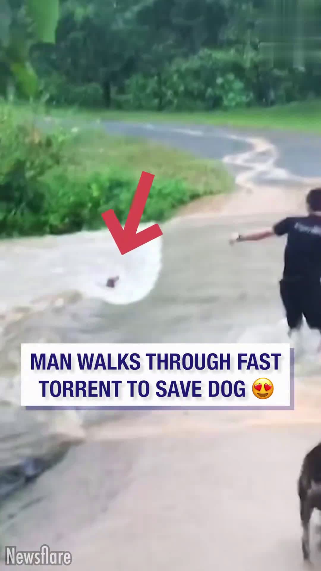cover for Man rescues dog from swift river 😍