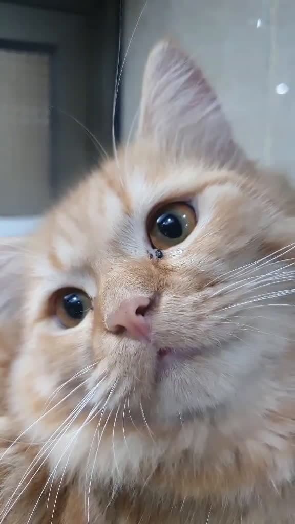 cover for Follow if you love cats#foryou
