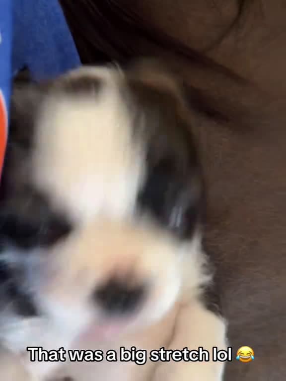 cover for Doggo big stretch fyp dog dogsoftiktok funnyvideos fyp 33579 #america