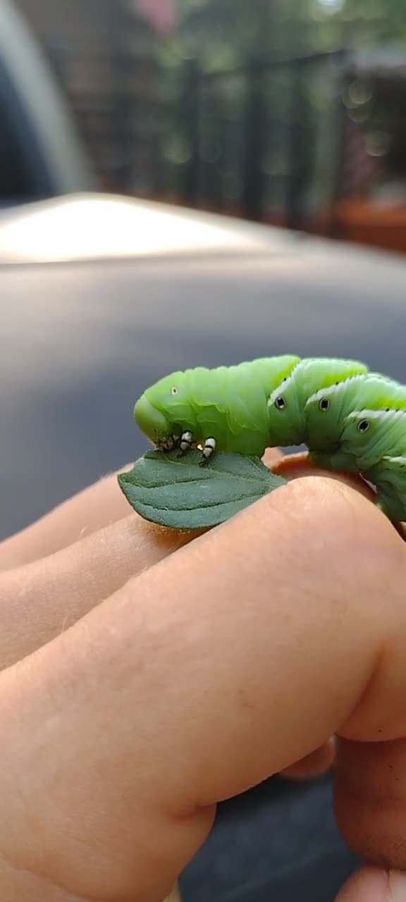 cover for Watch this hornworm munch leaves in seconds 🪱 #Nature #Insects #Hornworm #Garden