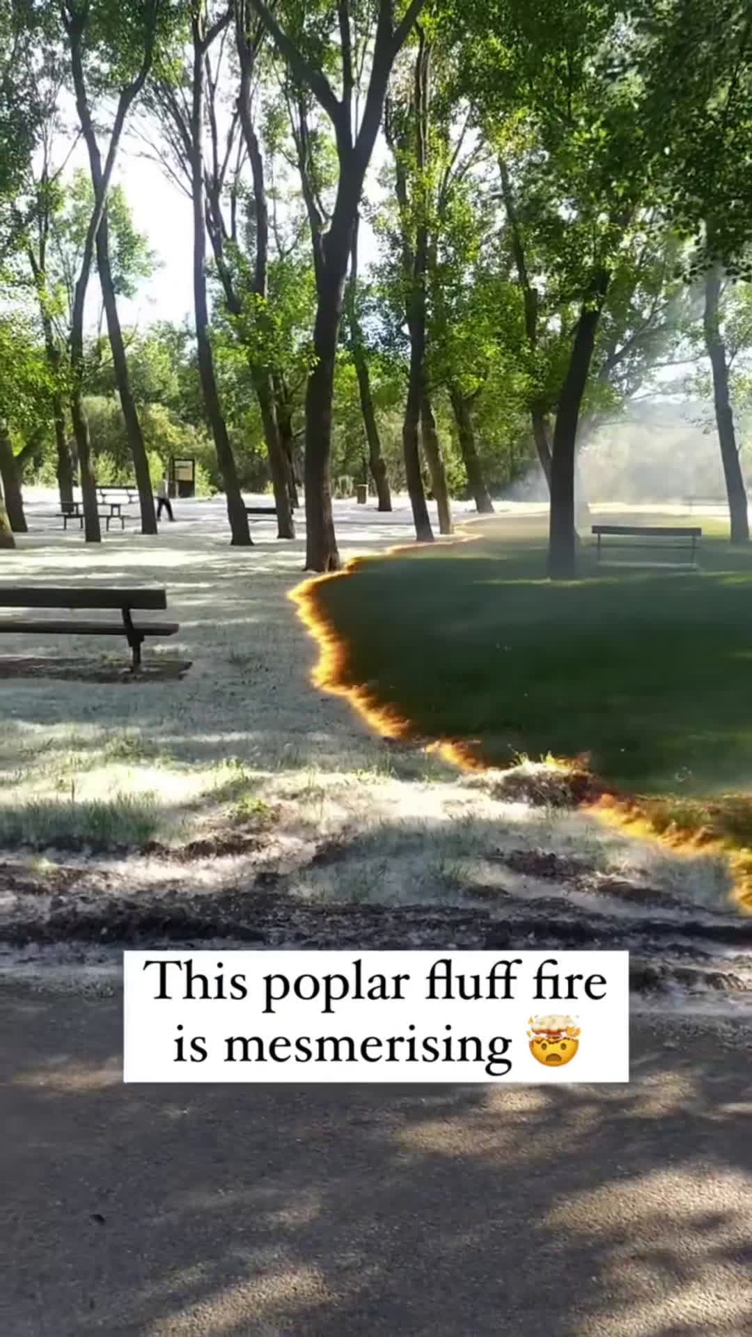 cover for Burning fluff from poplar trees in La Rioja 🇪🇸#nature #satisfying #forest #travel #spain #spanishtiktok #españa #naturetiktok #traveltiktok