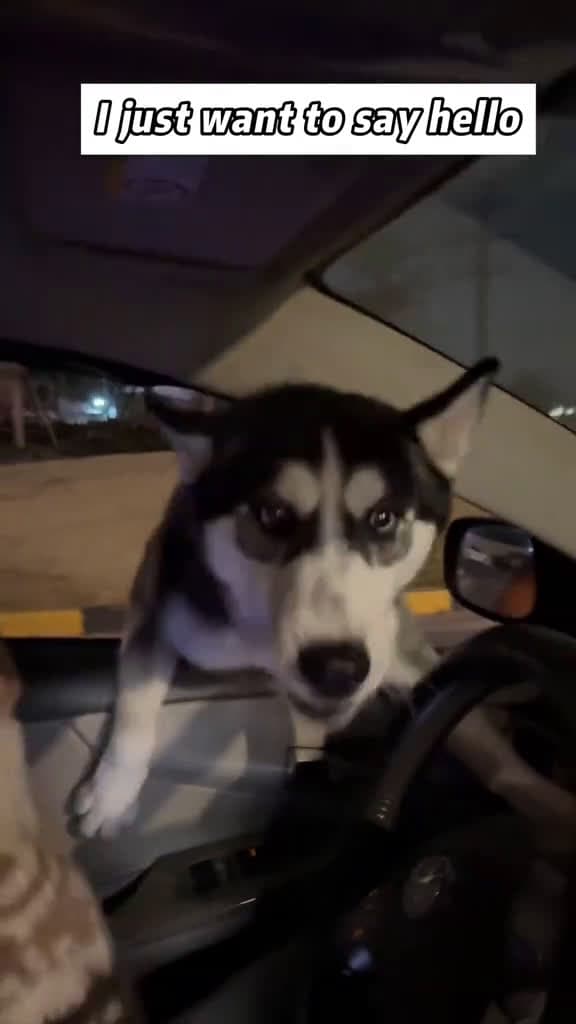cover for Interesting huskies. dog huskies funny fyp foryou dogs 90654 #shortvideos