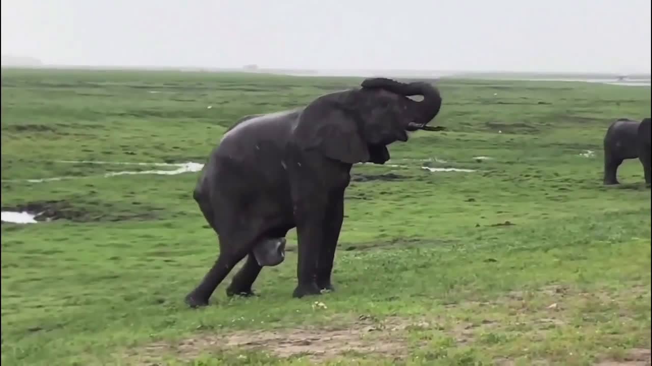 cover for A newborn elephant meets the whole herd for the first time 🐘❤️ #Wildlife #BabyElephant #Nature #Heartwarming