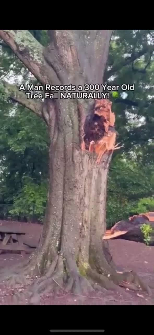 cover for He warned them for years… then the ancient tree finally fell 🌳😱 #shockingmoment #nature #officefails