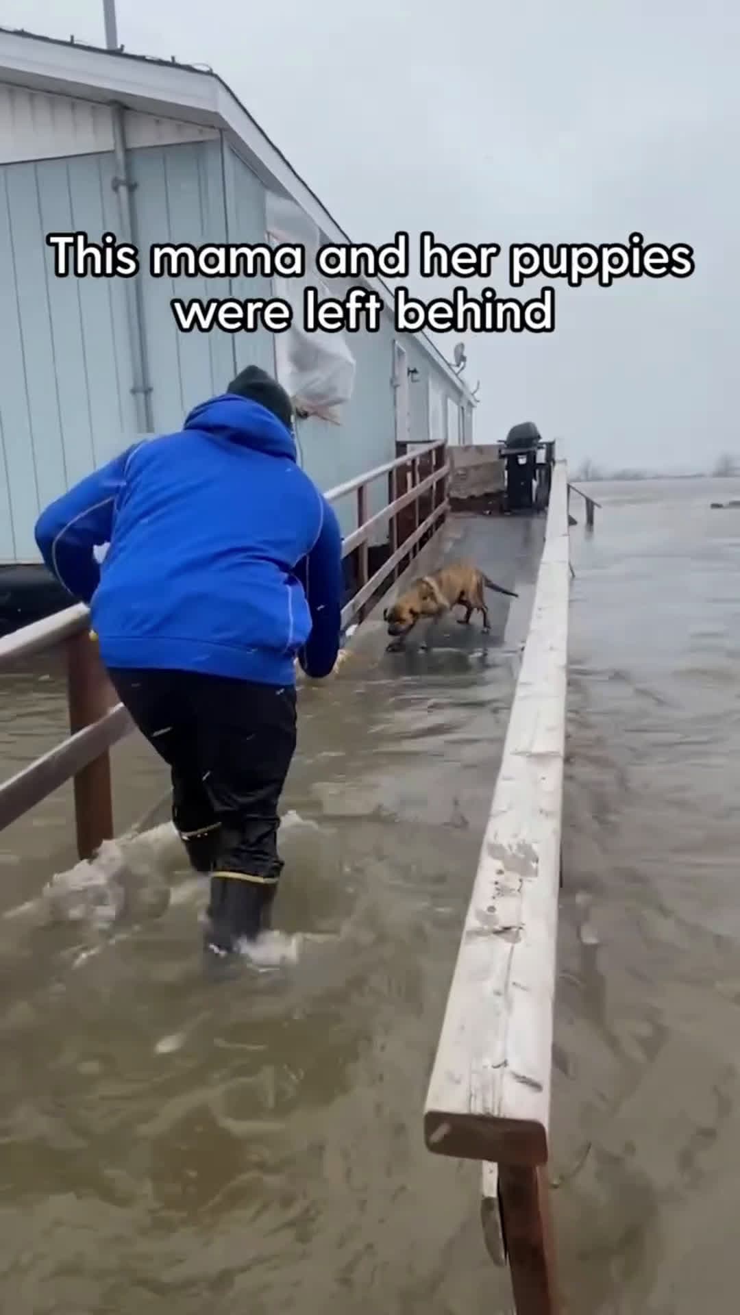 cover for Football Players Rescue Mom And Puppies Left Behind During A StormTwo pro football players wade through icy water to rescue a mama dog and her puppies who got stranded in a storm when their owners evacuated.