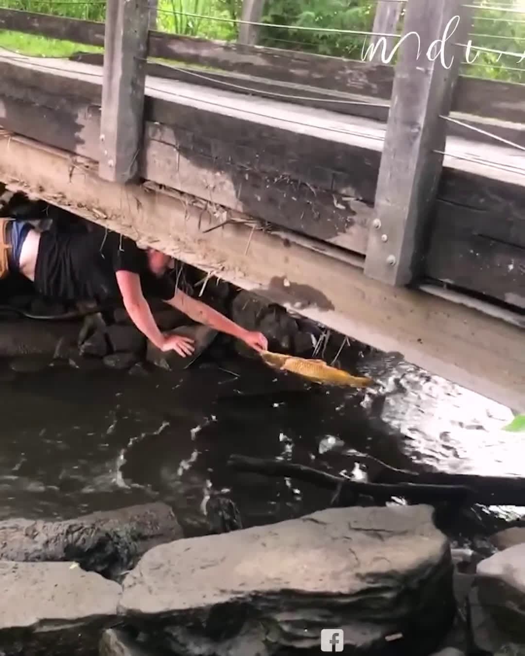 cover for Kind man rescues stranded fish from shallow waters! 🐟 By Animal Lovers
