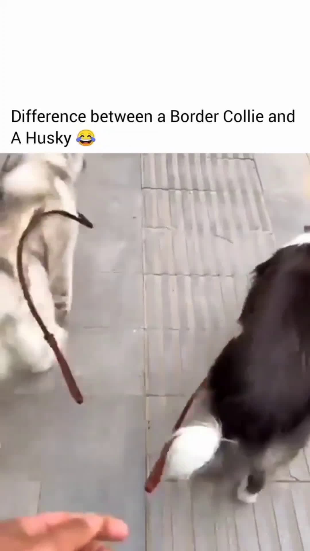 cover for Collie Made Husky Get Back To The Walk #funny  #funniestvideoonmyphone  #omg  #meme  #viral