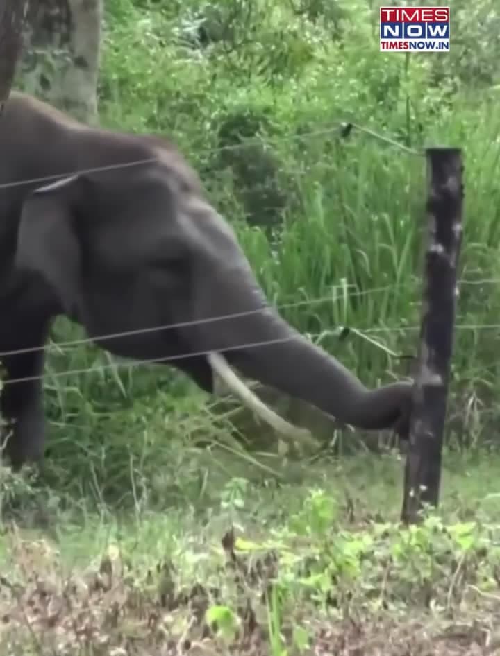 cover for Watch how this clever elephant outsmarts an electric fence! 🐘⚡ #Elephant #SmartAnimals #Wildlife #AmazingAnimals