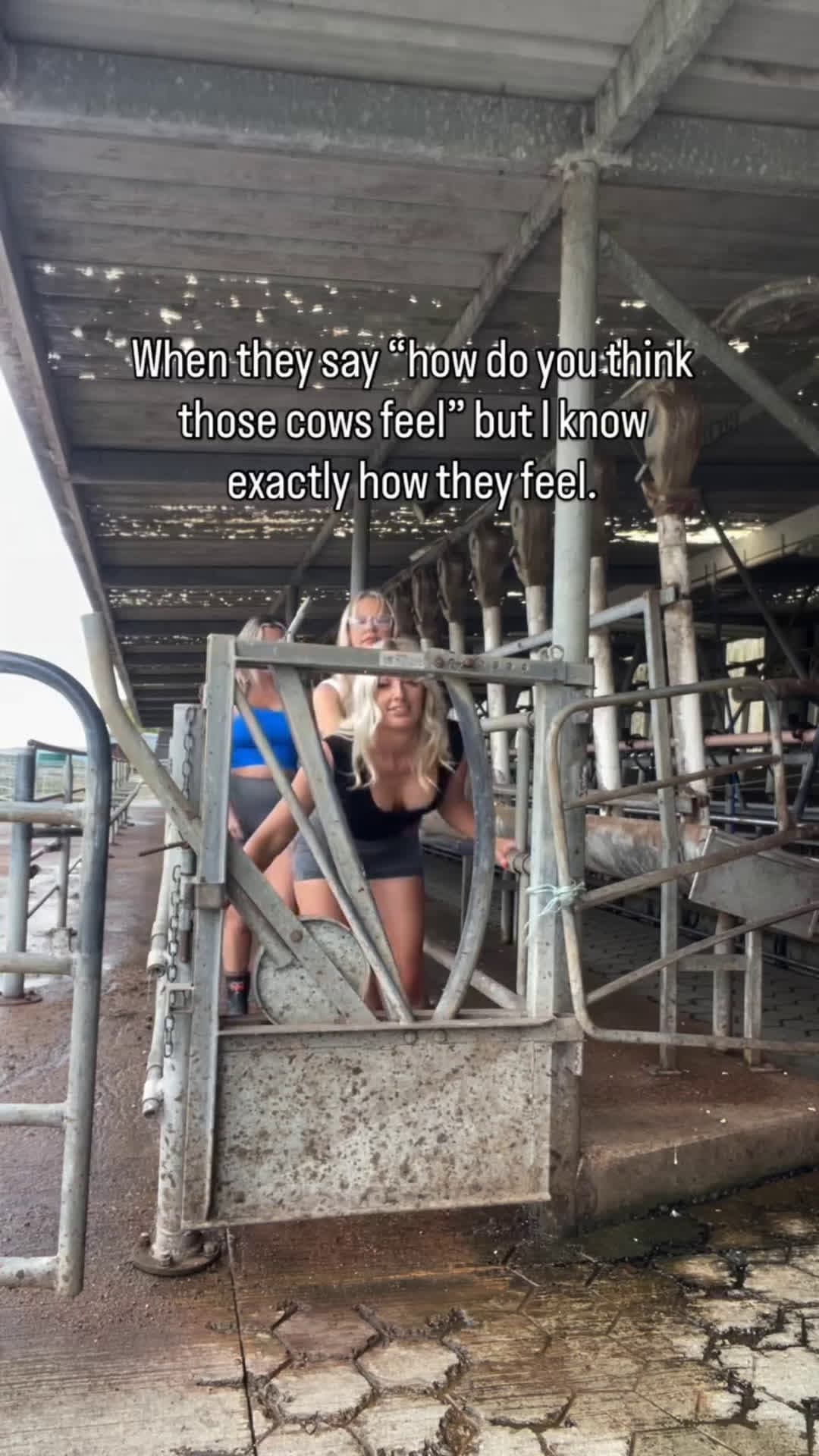 cover for #FirstVideoChallenge We always test it out on ourselves first #farming #agri #agricultura #ranching #fendt #headbail #saleyards #cattle #cattleranch #cattlecrush #farmhand 