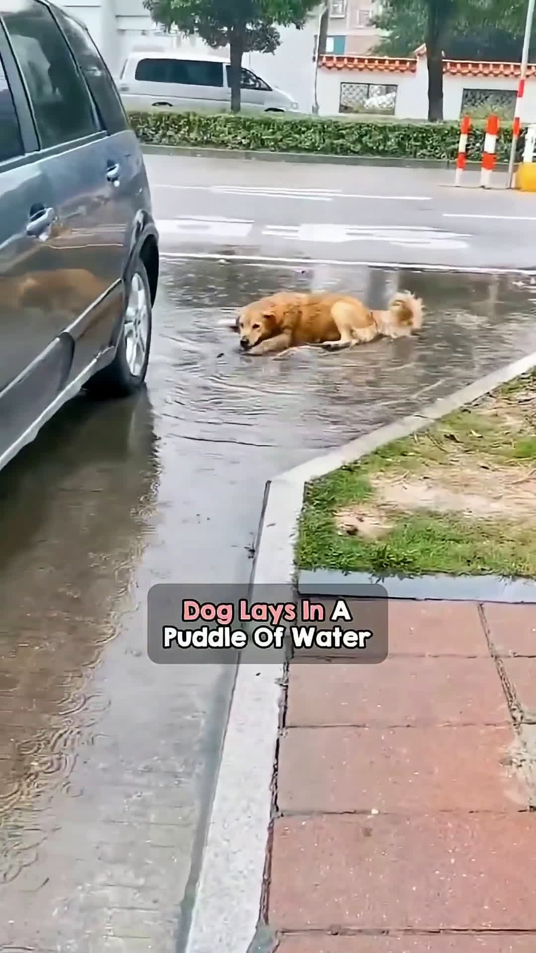 cover for Just watching a dog be a dog will fill you with endless happiness 🥰❤️