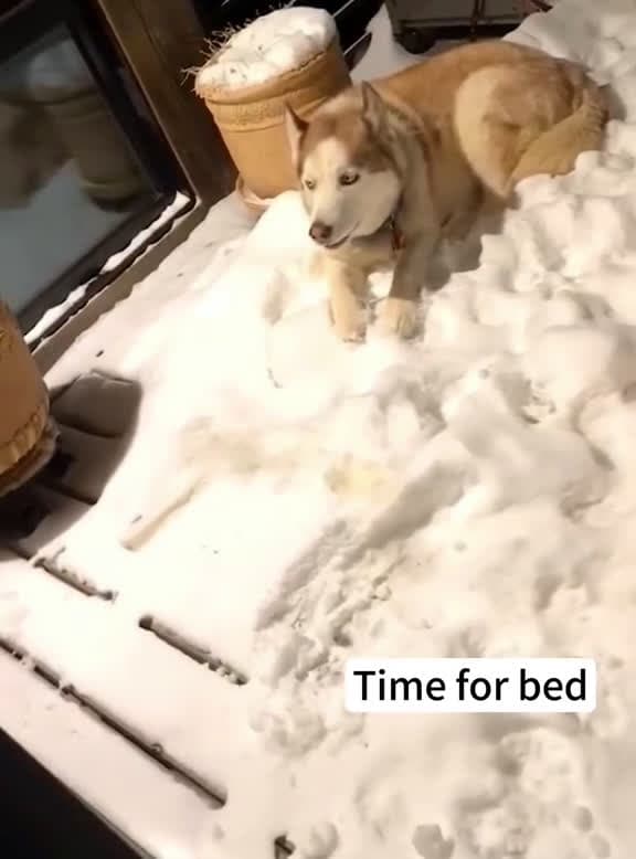 cover for No husky wants to go home on a snowy day fyp foryou funnyanimasl dog dogsoftiktok funnyvid 55327 #shortvideos