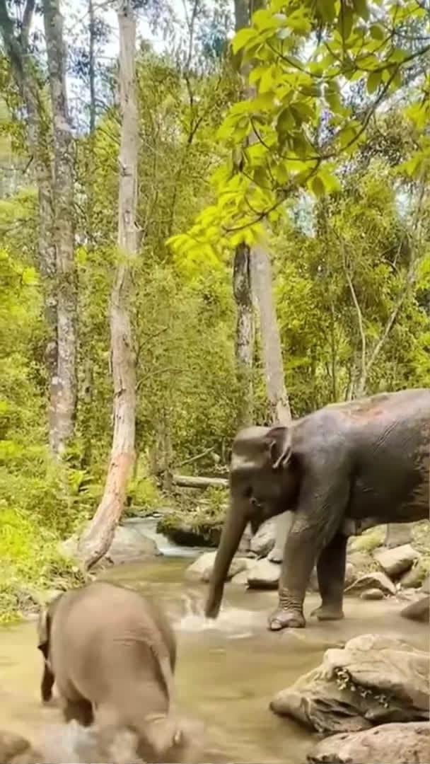 cover for Adorable baby elephant is taking a bath with her family 🥰 #babyelephant #elephant #shorts_173 (2)