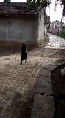 cover for #CaughtOnCamera Indian granny drags cobra by tail and yeets it into the bushes