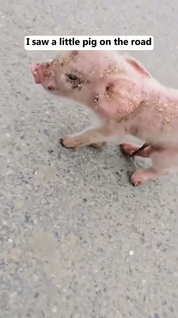 cover for I picked up a pig that's even cleverer than me!#petpig #pigoftiktok #animalsoftiktok #fyp 