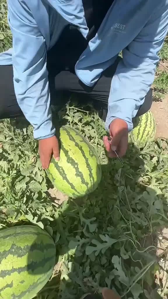 cover for Satisfying & Creative Fruit Cutting#ASMR#shorts#yummy#fruitplatter#watermelon