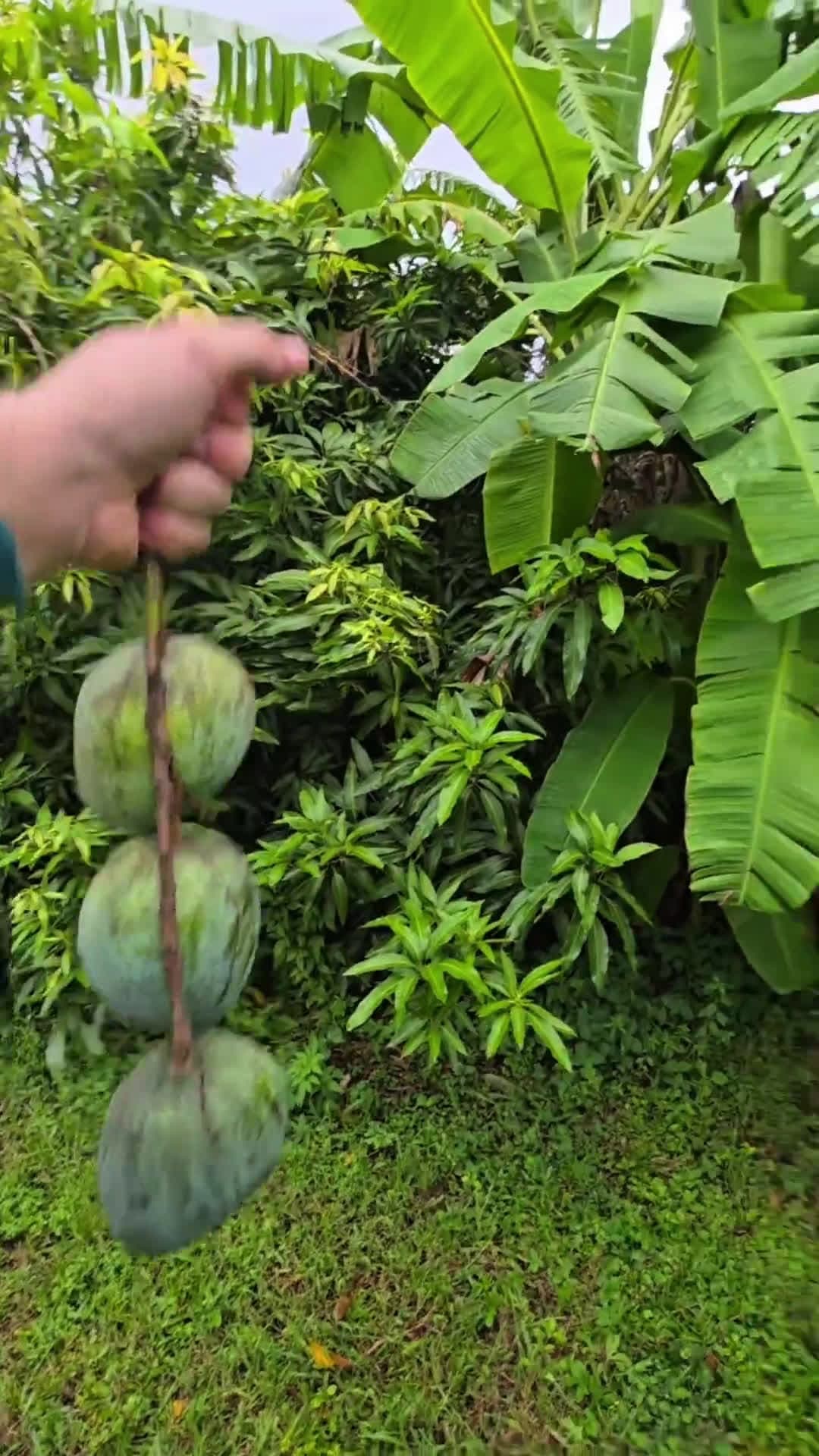 cover for Cut mangos smarter and squeeze out more fruit 🥭 Watch this hack to get more servings from every mango! #MangoHack #FruitHacks #KitchenTips #Foodie