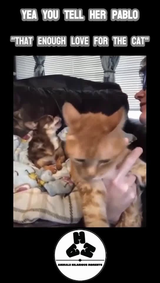 cover for Pablo Wants Some Love Too Hooman#dogs #cats #holding #loving #talking #hooman #trending #following #viral #fyp #worldwide #AHMBrand
