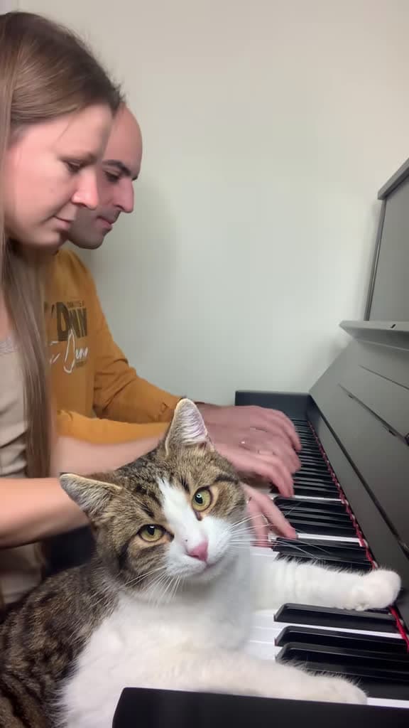 cover for Watch Zlatko the cat give a paw-some piano lesson—the cutest piano coach you'll see today! 🐱🎹 #pianopractice #catsofinstagram #piano #music