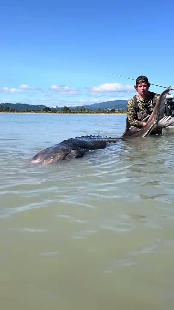 cover for Unbelievable catch! This sturgeon is massive 😲🎣 #fishing #sturgeon #Canada
