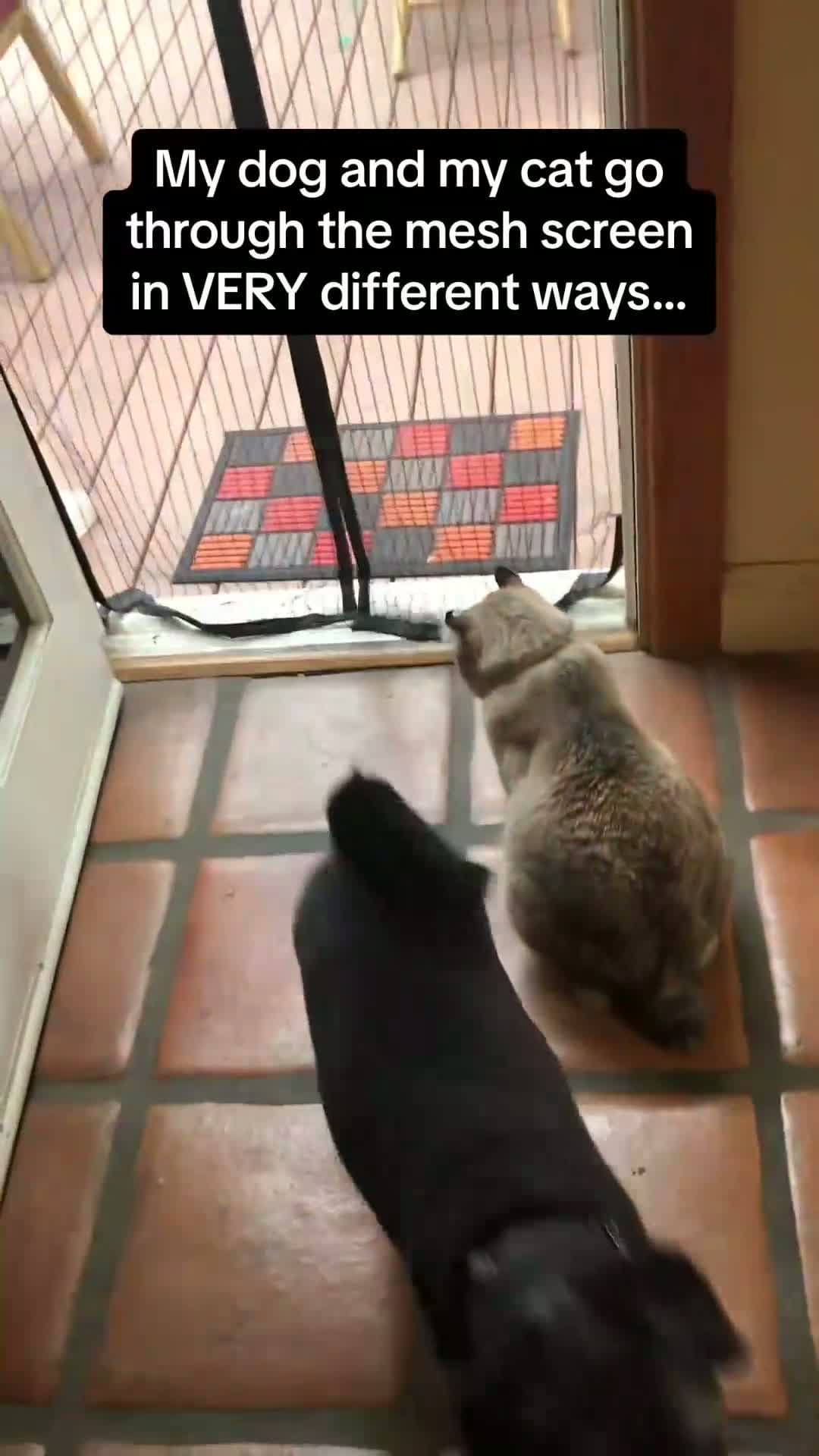 cover for This was seriously impressive from the cat 🤣🤣 #RoadTo15Million #Pubity  (Rochelle Newman-Carrasco via ViralHog)
