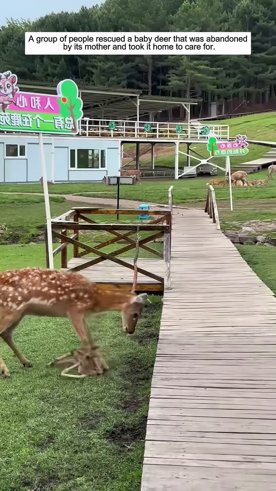 cover for A group of people rescued a baby deer and then animalshorts