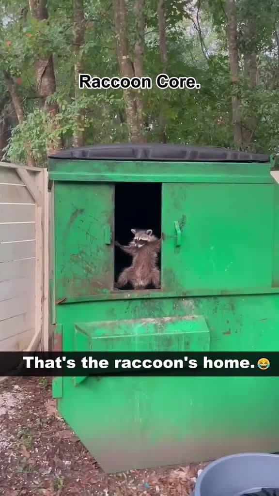cover for Raccoon Core racoonsoftiktok parati mascotas mexico catsoftiktok nodal raccoon fyp mapache 54606 #us