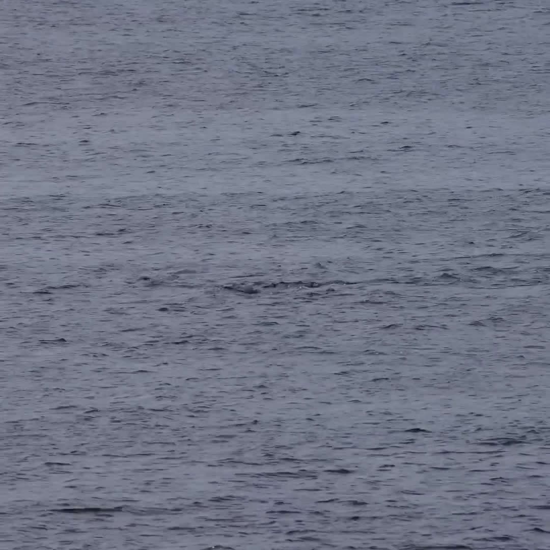 cover for Watch this amazing mother whale and her calf take a full dive together! 🐋 #WhaleLife #OceanWonder #MarineMagic
