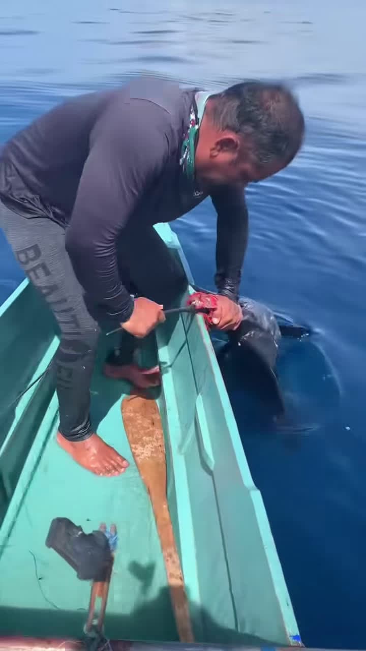 cover for Epic Sailfish Catch! Witness the Thrill of Deep Sea Fishing! 🐟🌊 #Sailfish #DeepSeaFishing #FishingJourney #CatchAndRelease #OceanLife