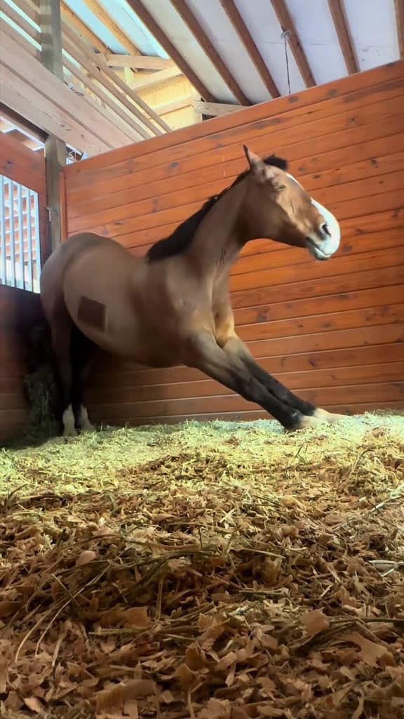 cover for Funny horse horse horses horsesoftiktok funny fyp foryou funnyvideos 02975 #american